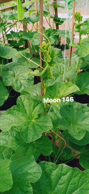 Gói 10 HẠT GIỐNG DƯA LƯỚI NHẬT MOON 146 chịu nhiệt