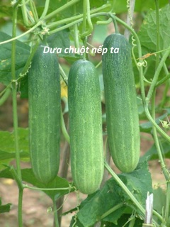 Hạt giống Dưa chuột nếp ta cao sản