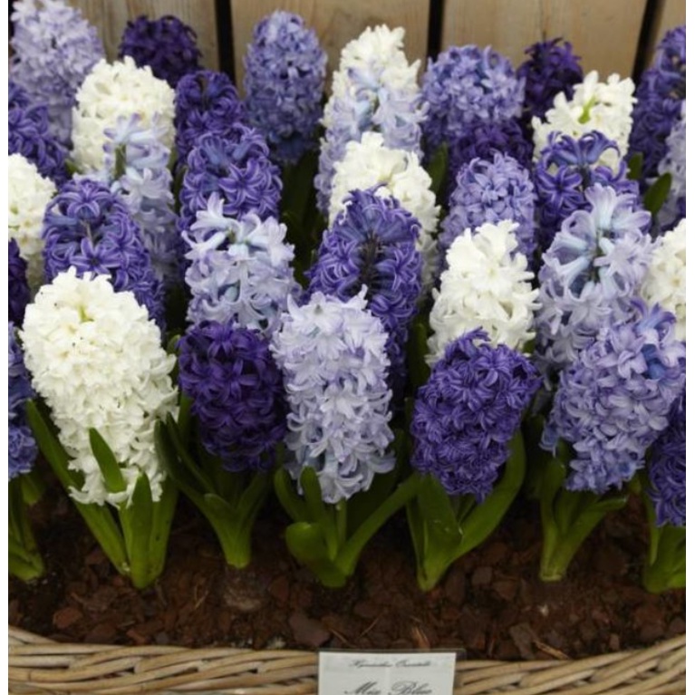 Củ Giống Hoa Tiên Ông Hà Lan size 16/17 Shop Có 6 Màu