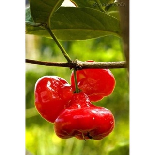 Cây giống mận hoàng yến + tặng phân hữu cơ cao cấp