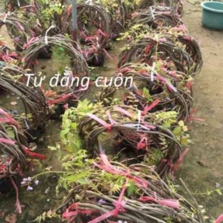 HOA TỬ ĐẰNG