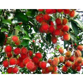 CÂY GIỐNG CHÔM CHÔM NHÃN