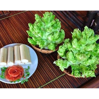 Hạt giống rau cải mầm đá