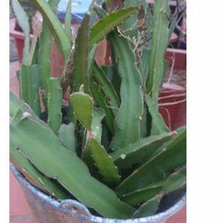 3 cây giống/ cành giống thanh long ruột đỏ