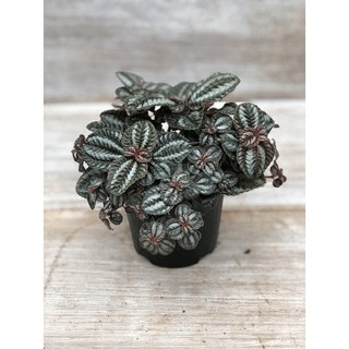 Cây Pilea repens Bronze (Đồng Hổ Nhĩ, Tai Hổ Màu Đồng) chậu nhựa