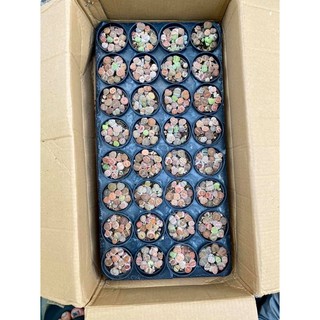 SEN MÔNG-THẠCH LAN-LITHOP