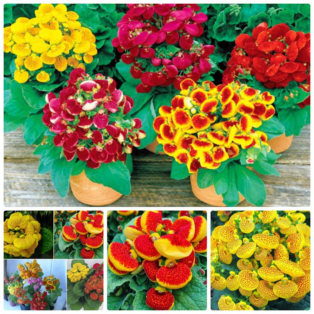 Hạt giống Hoa huyền Sâm mix