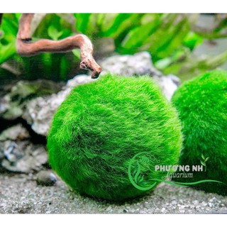 Rêu Tảo cầu marimo
