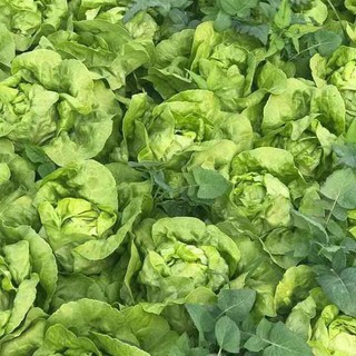 Hạt Giống Xà Lách Búp