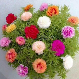 Hoa sam và mười giờ