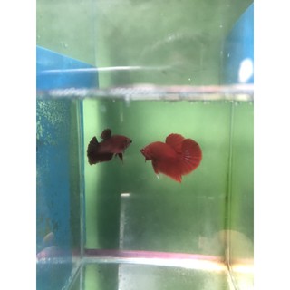 BETTA SUPER RED 1 CẶP TRỐNG VÀ MÁI