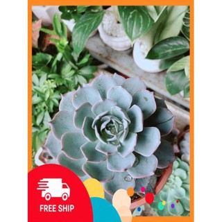 Sen Đá Hồng Phấn Size Đại
