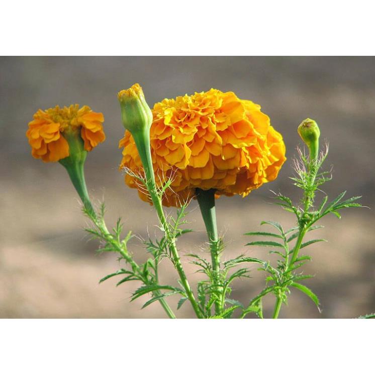 Hạt Giống Hoa Vạn Thọ Thái F1 Cao Màu Cam Đỏ - Gói 20 Hạt