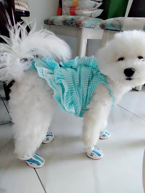 GIÀY CHO THÚ CƯNG - CHÓ MÈO dễ mang