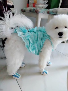 GIÀY CHO THÚ CƯNG - CHÓ MÈO dễ mang