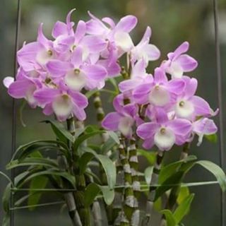 Dendro xuân cây giống