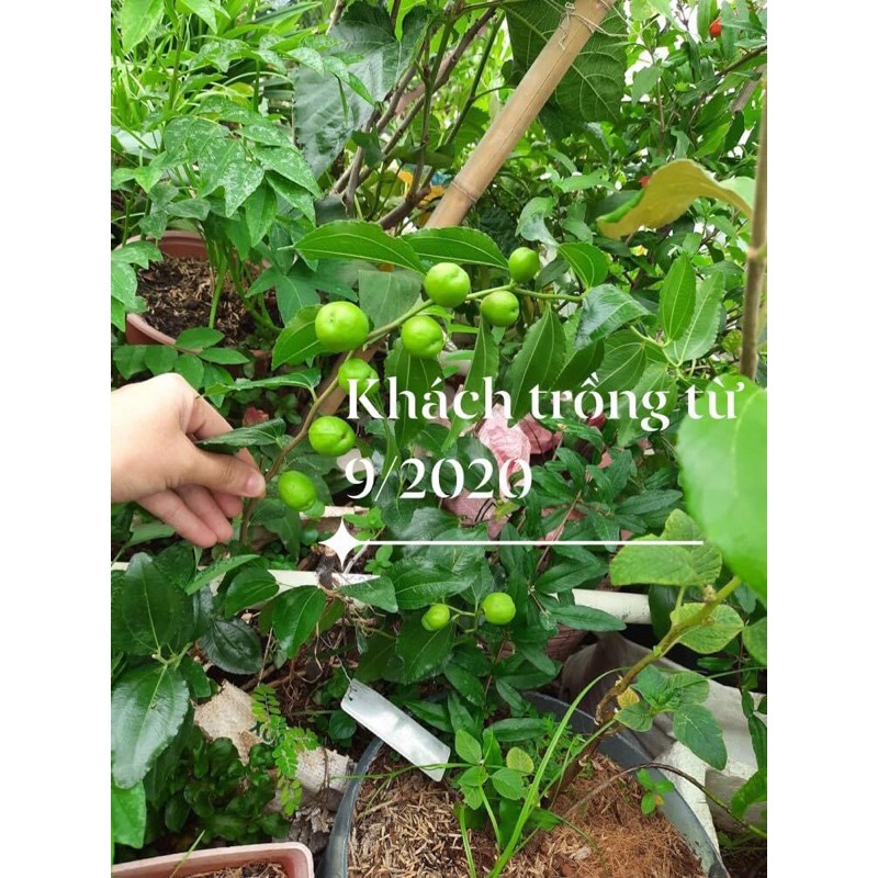 Cây giống hồng táo- Táo tàu- cây táo thuốc chuẩn giống 100%