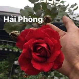 Combo 20 gốc hồng rễ trần