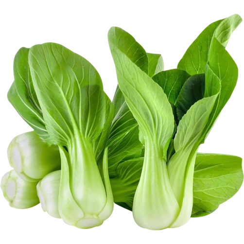 Hạt Giống Rau Cải Thìa Cao Sản  - Gói 20gram KNS2532