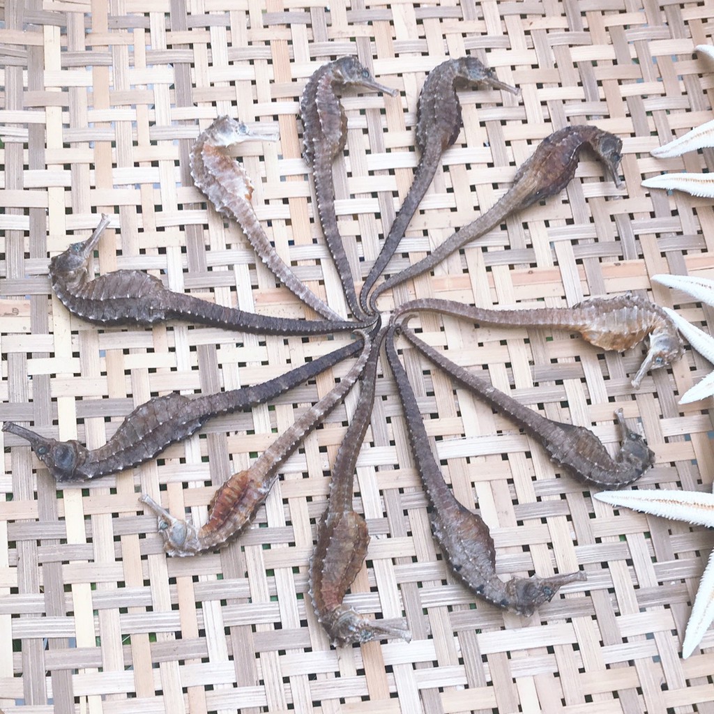 10 con cá ngựa khô size 8-10cm tặng sao biển hoặc hải long. Cá Ngựa Khô Ngâm Rựu