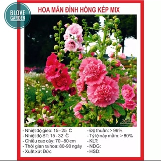 Hạt giống hoa mãn đình hồng kép mix nhiều màu
