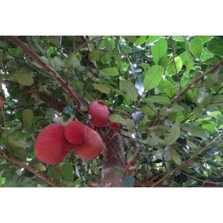 Cây mít đỏ, ruột đỏ chuẩn giống