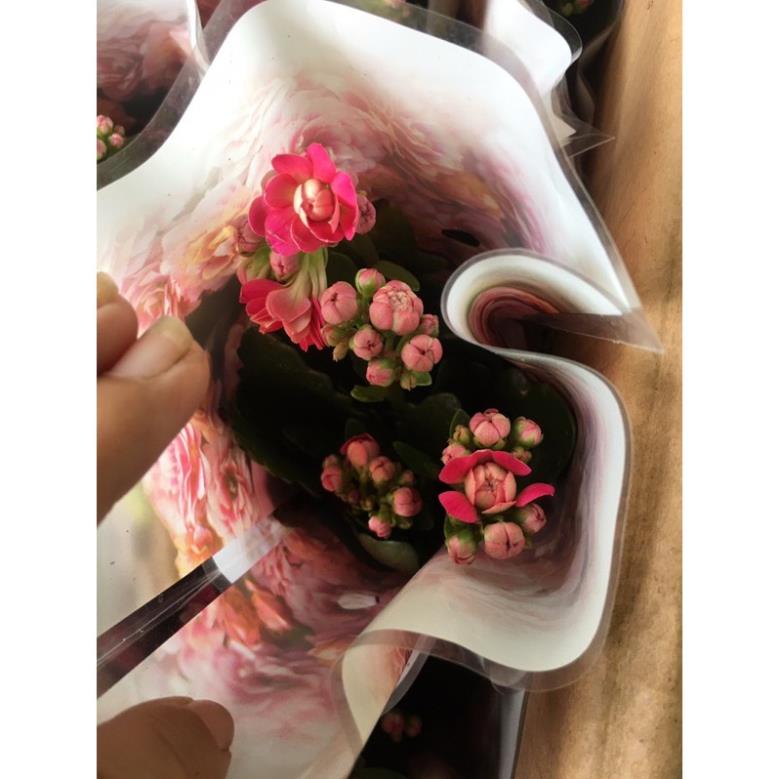 Cây sống đời kép siêu đẹp ảnh thật