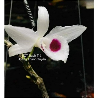 Phi điệp 5ct bạch trà hàng cây giống thuần tại vườn