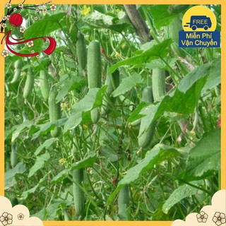 Hạt Giống Dưa Chuột Nếp Ta