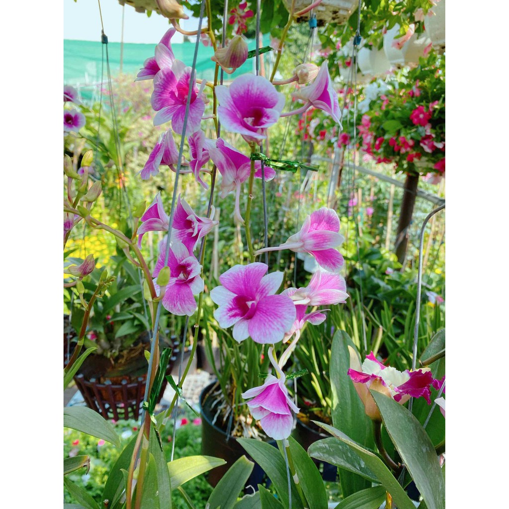 Hoa lan dendro yaya Bán Chạy