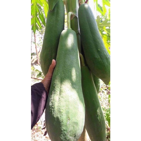 Hạt giống đu đủ khổng lồ MangNum F1