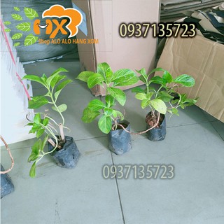 combo 5 cây cẩm tú cầu giống