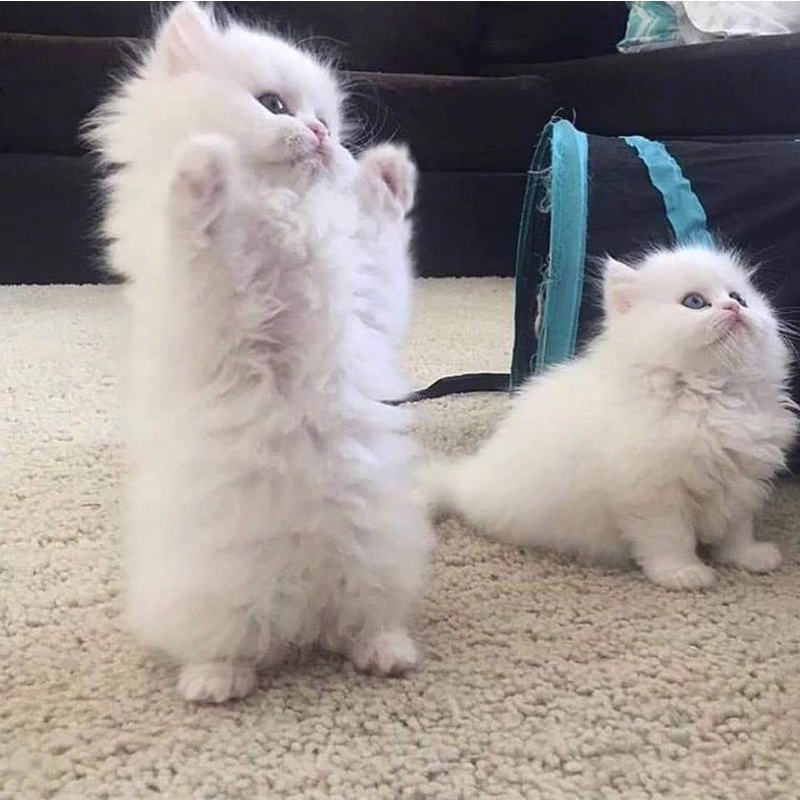 sổ ghi chú ảnh bìa mèo anh lông dài trắng đôi 5