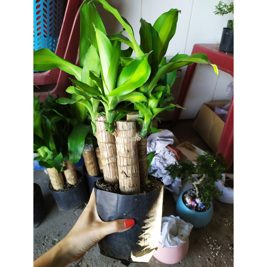 CÂY THIẾT MỘC LAN
