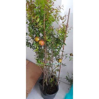Cây 🌲 Lựu Ấn độ cao 1m2 đang trái
