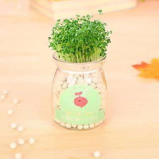 PUDDING GIEO MẦM