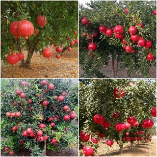 Hạt Giống Lựu Lùn Đỏ Đậm F1 Ai Cập { gói 10 hạt + 3 viên nén xơ dừa ươm hạt }