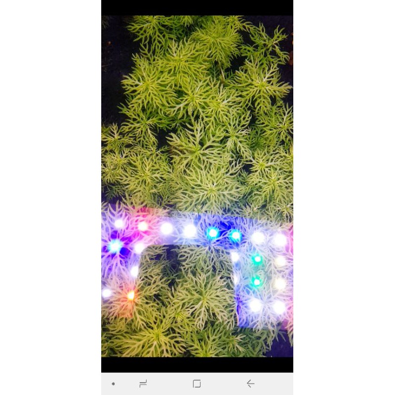 tuyết hoa thảo ( 10 ngọn 50k )
