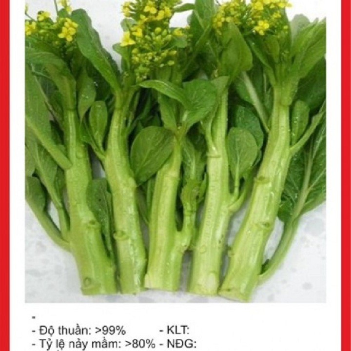 Hạt giống rau cải ngồng mập gói 20 gram xuất xứ Trung Quốc