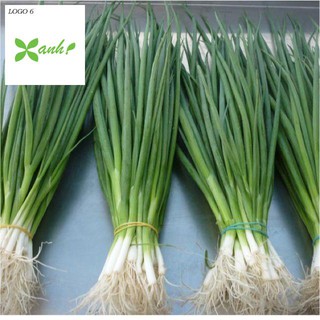 Hạt giống Hành lá 50 hạt
