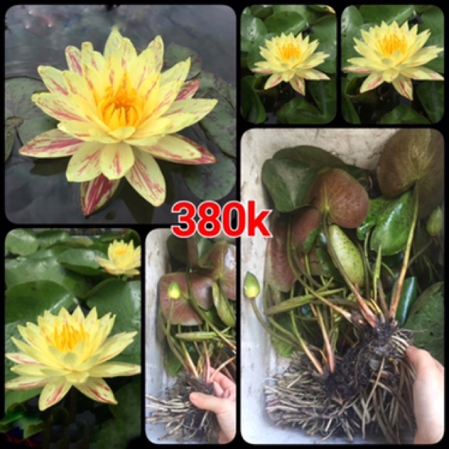 Hoa súng Vip Paranee màu vàng sọc