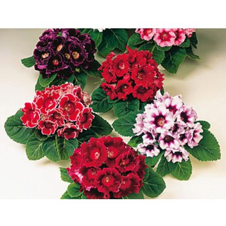 [Seeds]Hạt giống tử la lan nhiều màu gói 50 hạt