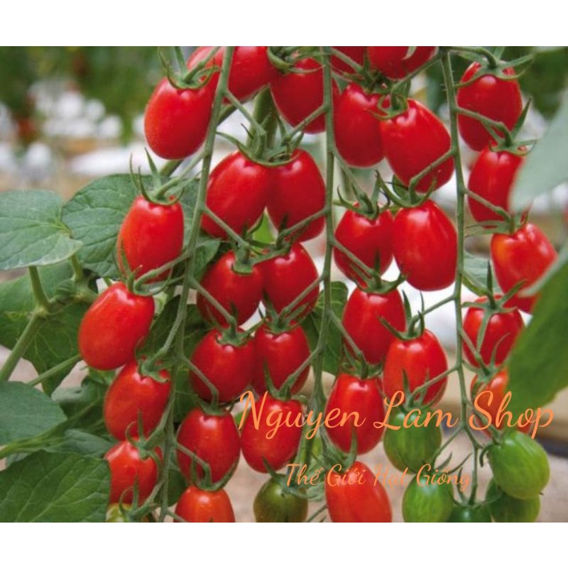 30 HẠT GIỐNG CÀ CHUA CHERRY ĐỎ CHỊU NHIỆT
