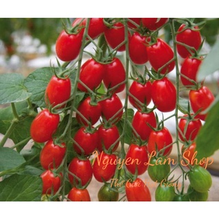 10 hạt giống cà chua cherry đỏ chịu nhiệt