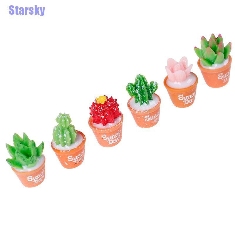 Bộ 5 Cây Xương Rồng Mini Trang Trí