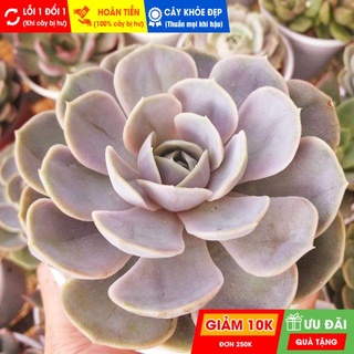 Sen đá lola tím size trung, đã thuần khí hậu nóng, khoẻ đẹp, hoàn tiền khi cây bị hư hoặc lỗi