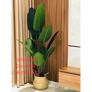 Cây chuối giả 1,6m
