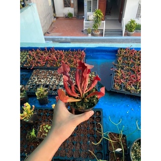 hố bẫy đỏ (chelsonii)