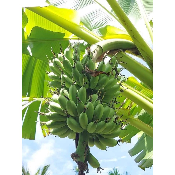 Cây giống chuối cau