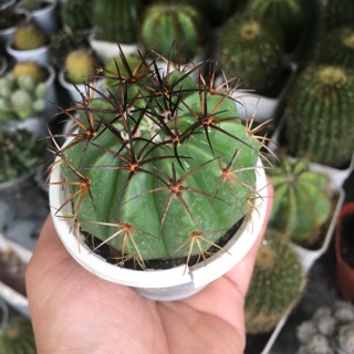Xương Rồng Melo